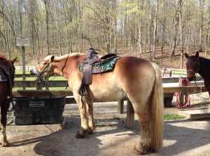 My ride, Martha.  The saddle was higher than my head!