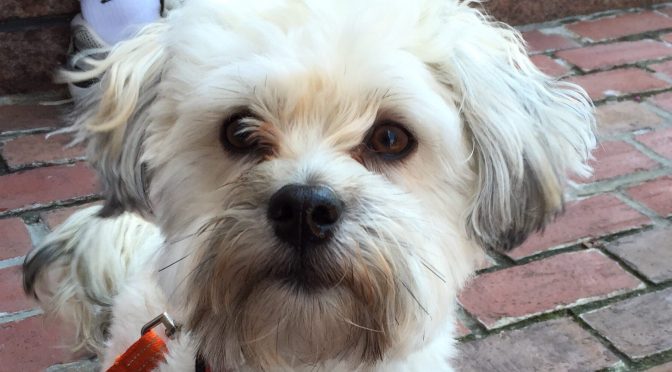 Border Patrol – Puppy Edition